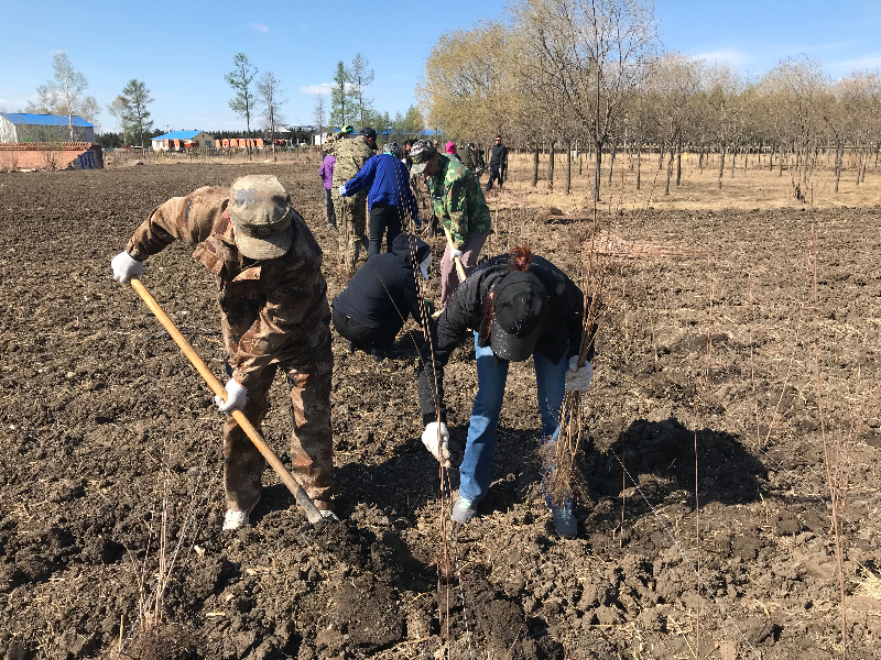欧肯河农场领导干部进行义务植树栽种三角枫20000株 张萌摄.JPG 欧肯河农场领导干部进行义务植树栽种三角枫20000株 张萌摄.JPG
