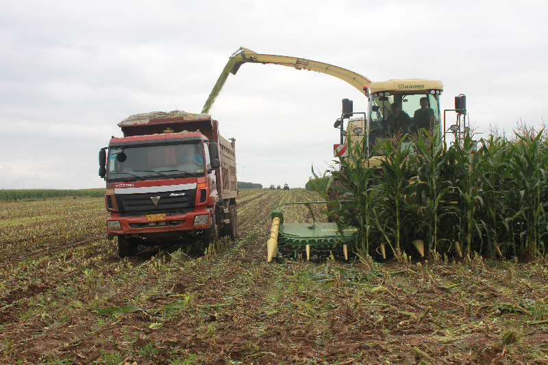 欧肯河统营队收青贮.JPG 欧肯河统营队收青贮.JPG