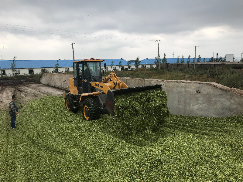 欧肯河农场安格斯肉牛养殖基地青贮窖.JPG 欧肯河农场安格斯肉牛养殖基地青贮窖.JPG