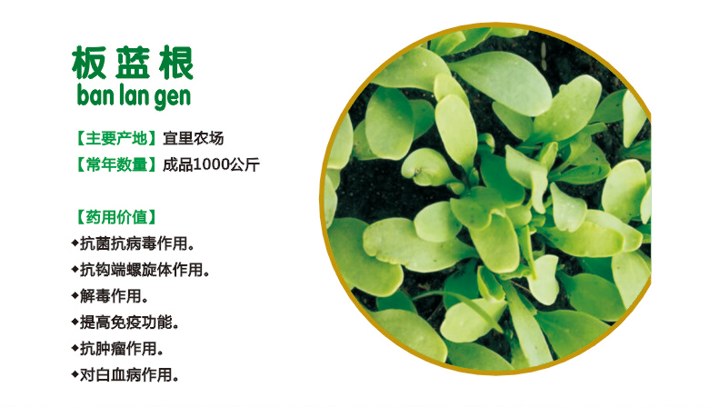25.板蓝根.jpg