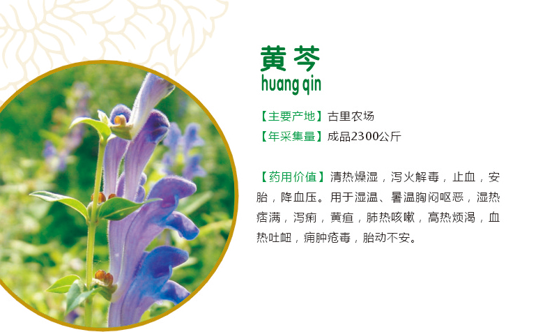 22.黄芩.jpg
