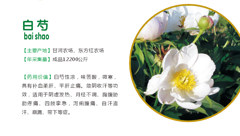 21.白芍.jpg