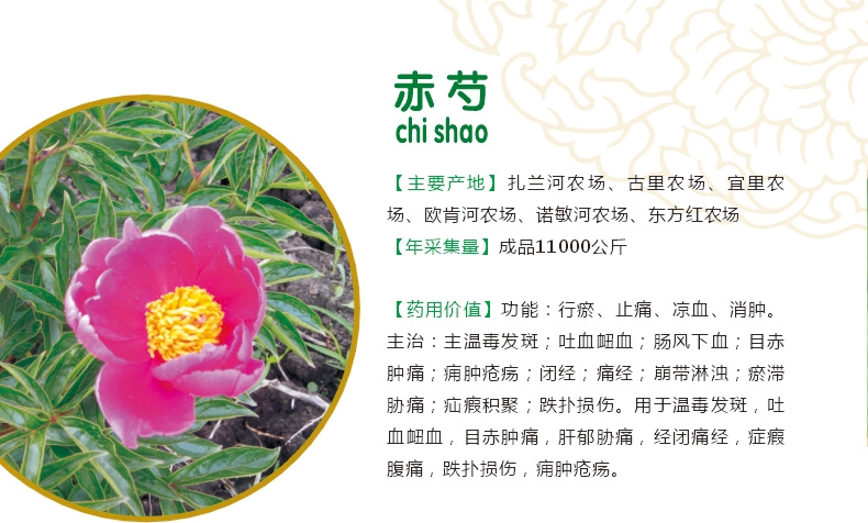 20.赤芍.jpg
