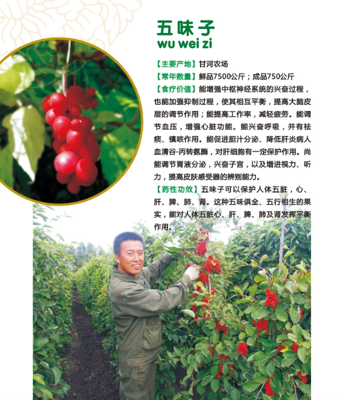 16.五味子.jpg