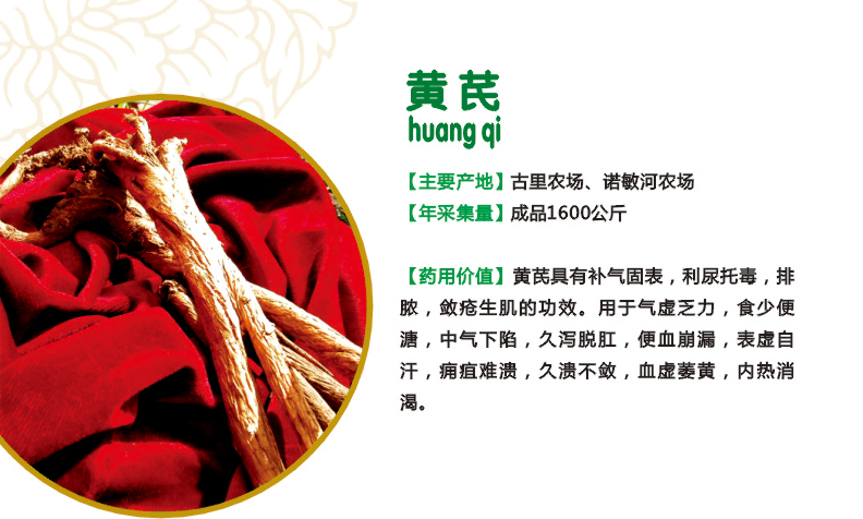 10.黄芪.jpg