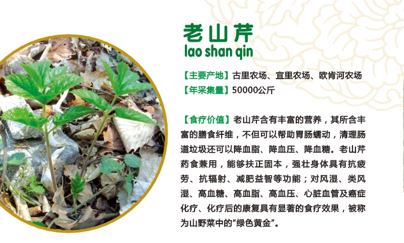 8.老山芹.jpg