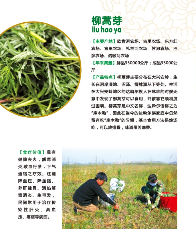 6.柳蒿芽.jpg