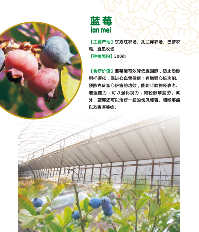 10.蓝莓.jpg